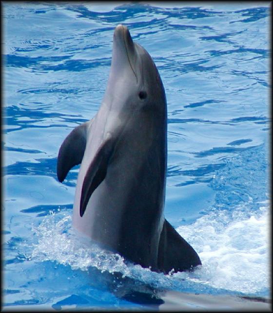 dolphin